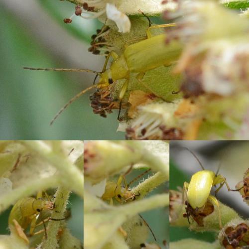 Réf. 324 456 : Cteniopus sulphureus